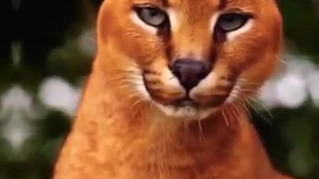 baby lion love song