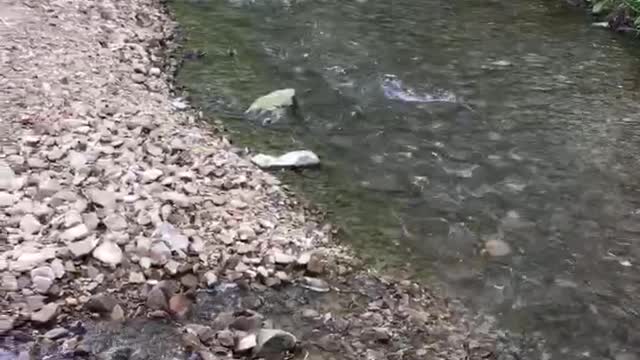 Irishman Creek in Kentucky