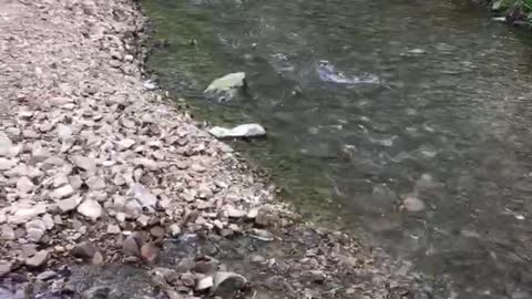 Irishman Creek in Kentucky