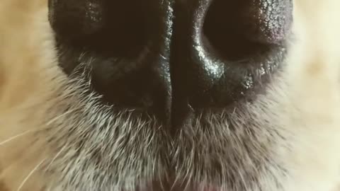 A close shot of a golden retriever dogs nose