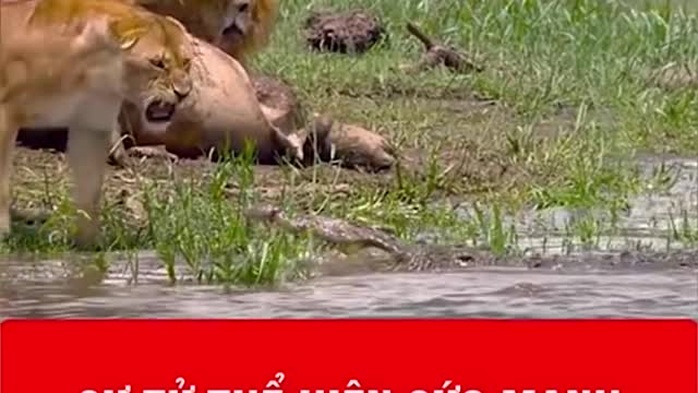 WILD ANIMALS HUNTING PREY COMPILATION RELAX FOR LIFE