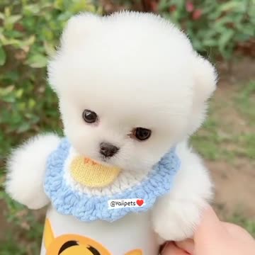 How beautiful is this 🤩🐶