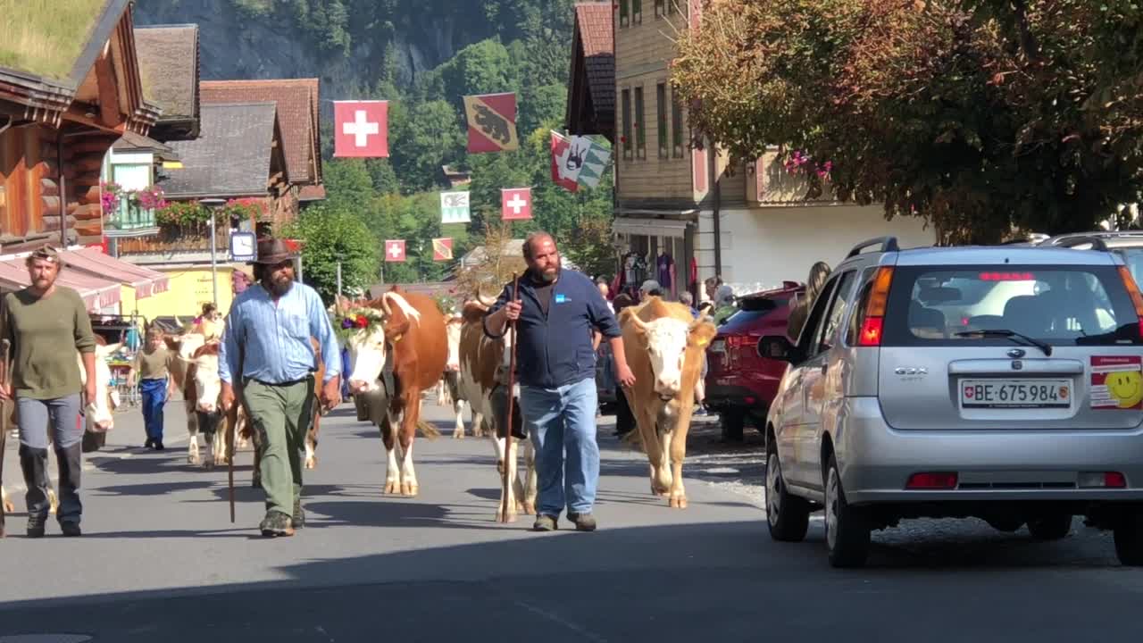 Lauterbrunnen Cattle Descent