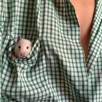 A Mouse in the Pocket of a Shirt