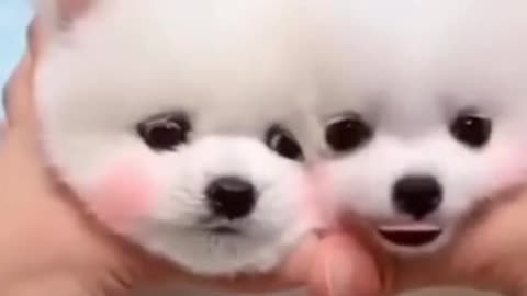 cute dogs