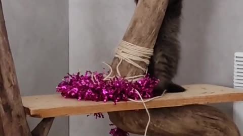 DIY cats tree