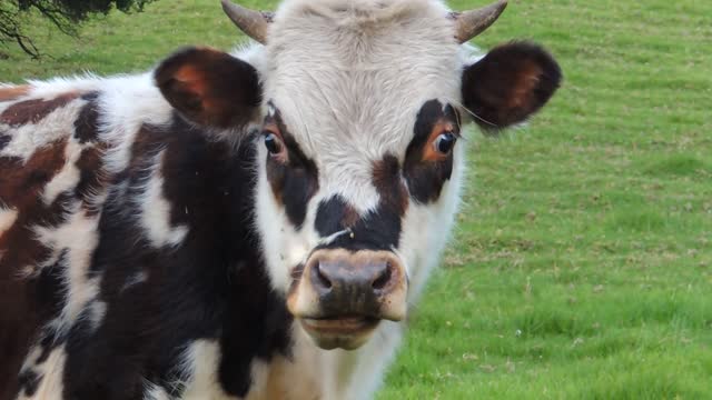 a cow that eats rice