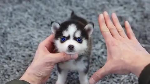 Real Micro Husky Puppy