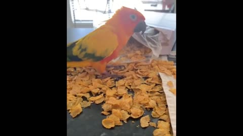 funny animal video