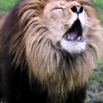 lion Löwe