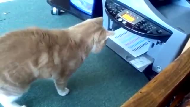 This cat is doing something funny with printer