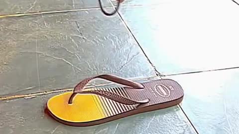 Slippers can also be used as skateboards