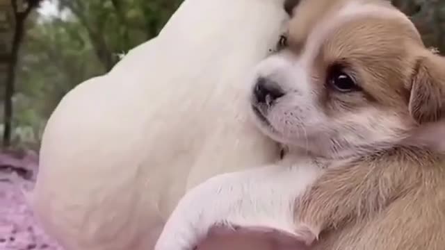 FALLS IN LOVE WITH ADORABLE PUPPY AND DUCK DUO