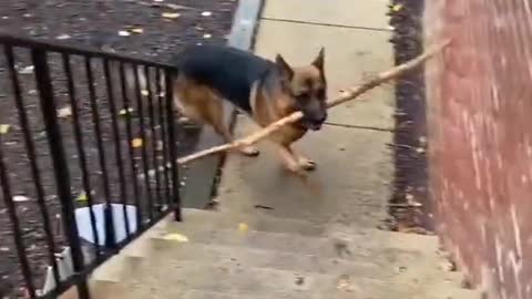 Dog runs into staircase with branch in his mouth