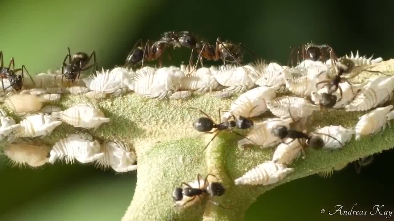 Leafhoppers and Friends