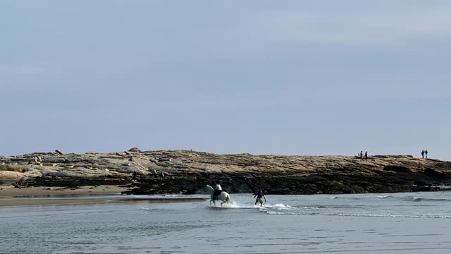 Horse Gives Skimboarder a Helping Hoof