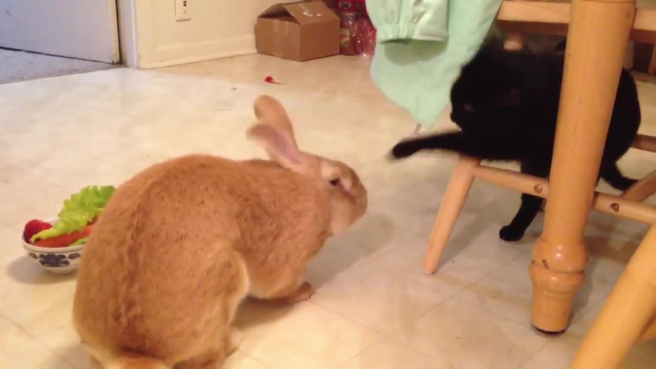 Cat Afraid of Rabbit