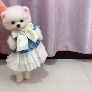 cute Pomeranian dog in cute dress💜 😍