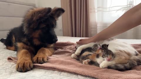 The daily life of cats and dogs is harmonious and lovely