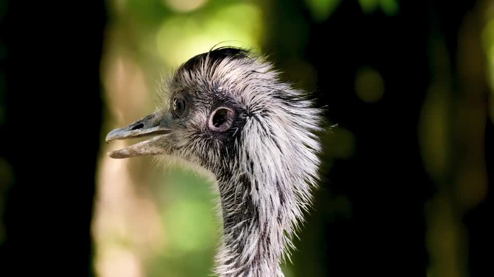 bird-feathers-plumage-beak-avian