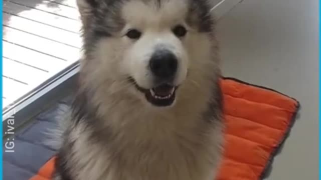 Fluffy Malamute