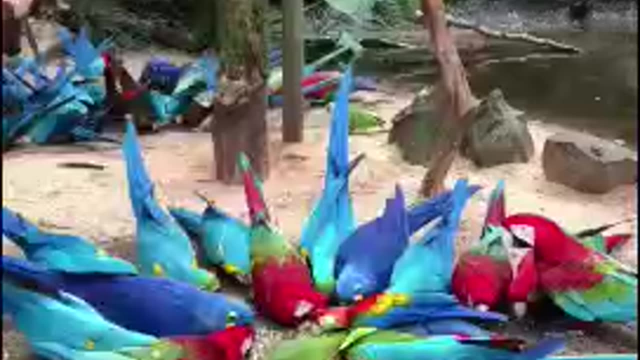 parrot Rang birangi short video