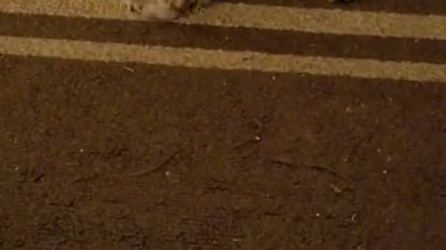 Bruce The Kitty Pretzel!!!!