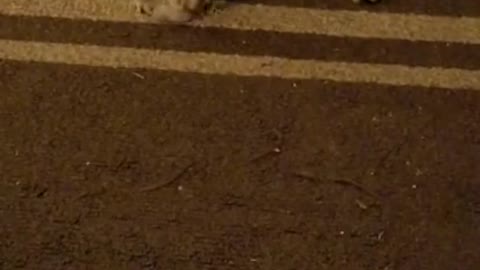 Bruce The Kitty Pretzel!!!!