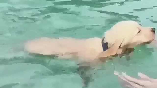 A swimming dog