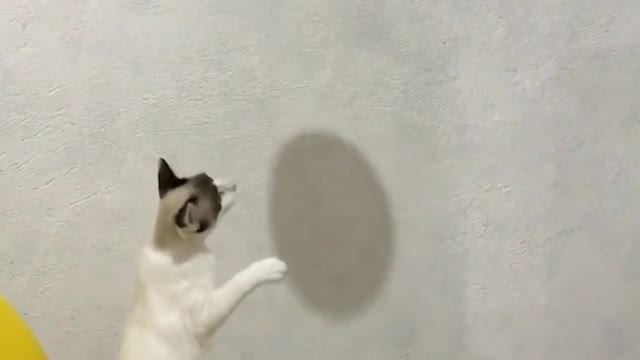 Cat playing with balloon 🎈🎈🎈🐈