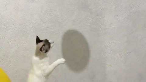 Cat playing with balloon 🎈🎈🎈🐈