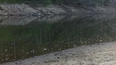 5.11.2024 The Barron River, Kuranda (6)