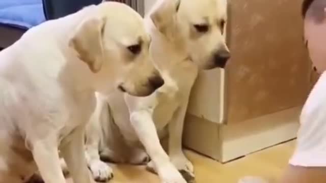 funny dogs #shorts #dog #dogsofinstagram #dogs #puppy #dogstagram #doglover #instadog #dogoftheday #doglife #love #doglovers #pet #cute #puppylove #puppiesofinstagram #pets #instagram #puppies #doggo #dogsofinsta #cat #ilovemydog #petsofinstagram #dogphot