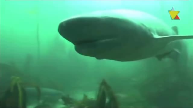 Deep in the ocean, bizarre creatures