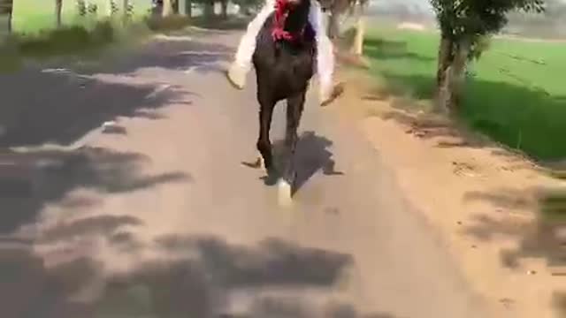 Horse Riding