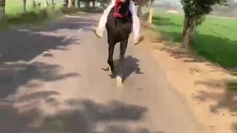 Horse Riding