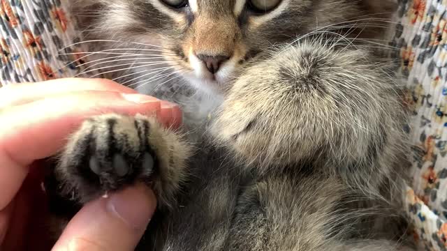 Cute cat Yawning falling asleep