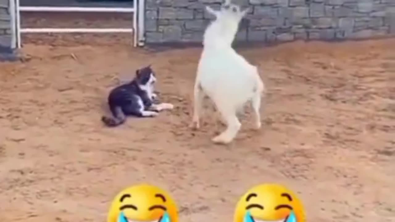#horse kick funny vedio#