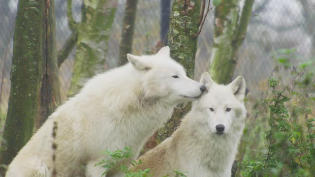 Seeing these wolves is amazing