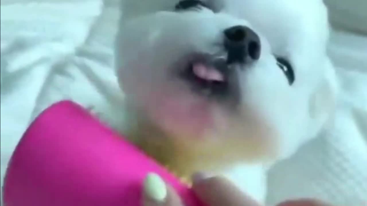 FUNNY DOG VIDEOS CUTE DOGS WHO SPEAK?