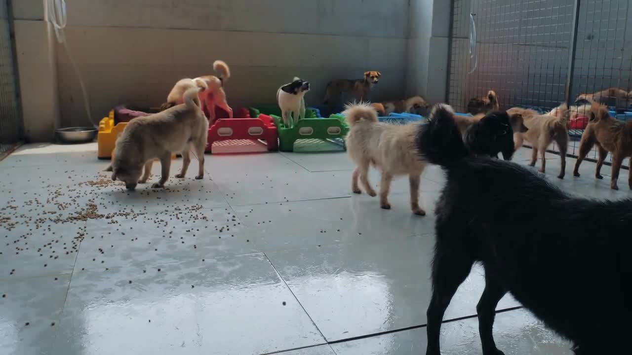 Sad dogs in shelter behind fence waiting to be rescued and adopted to new home