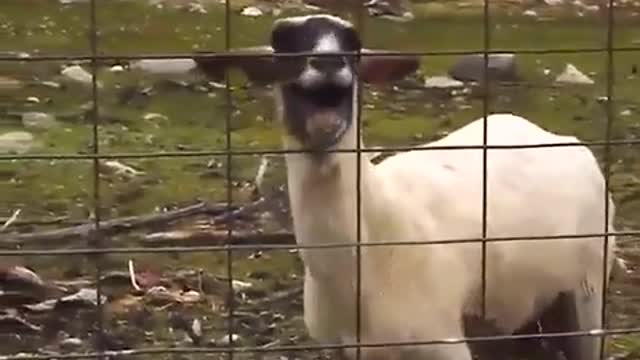 Hungry goat