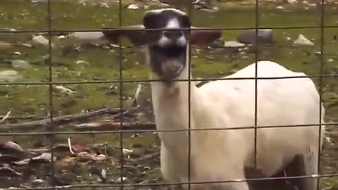 Hungry goat