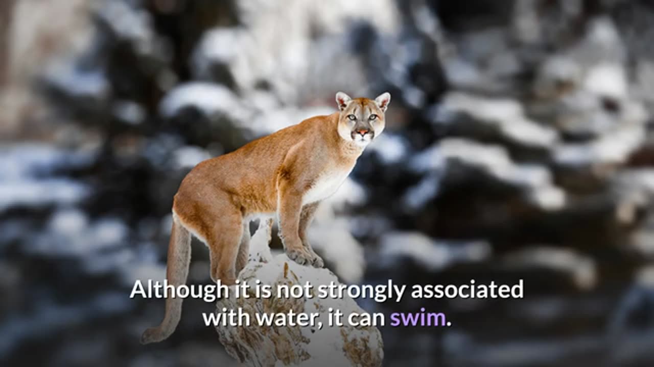 Cougar -- Description, Characteristics and Facts!