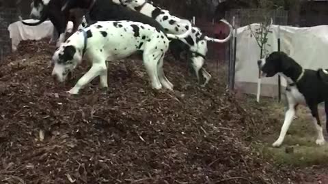 Great Danes Play King of the Hill