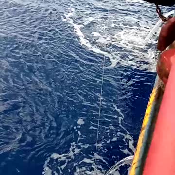 Fishing octopus
