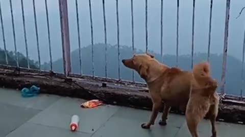 Dog V/S monkey