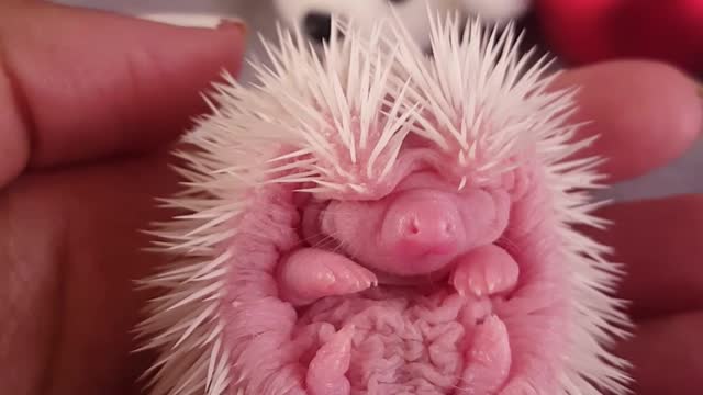 Adorable Baby African Pygmy Hedgehogs