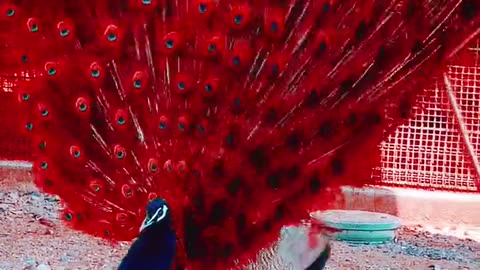 peacock 🦚 jump on the birds