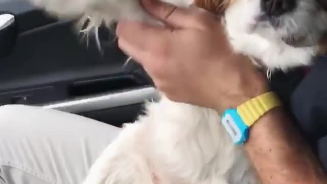 King charles spaniel sits in car while owner dances with her